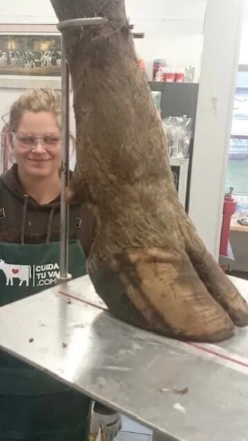 Vic's Hoof Trimming Course