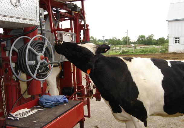 A cow is leaning over the side of a fire truck.