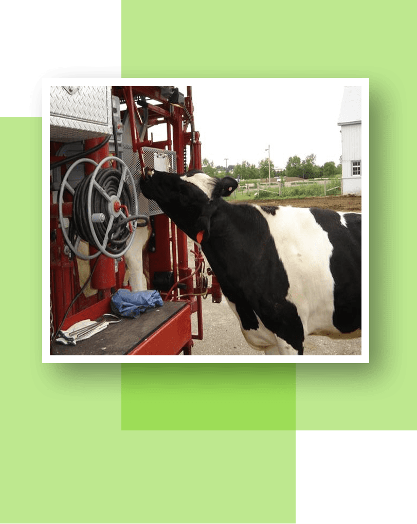 A cow is standing on the side of a fire truck.